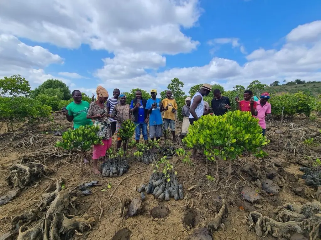 mangroves restoration